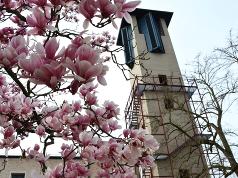 Kirchturm, Vordergrund rosa blühende Magnolien